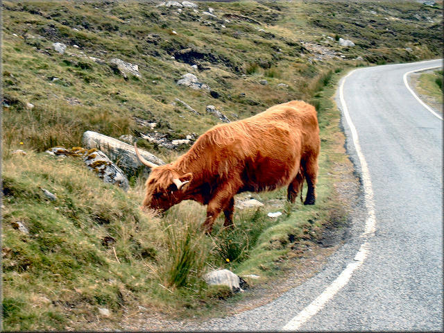 46HighlandRind