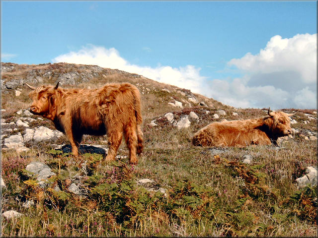 47HighlandRinder